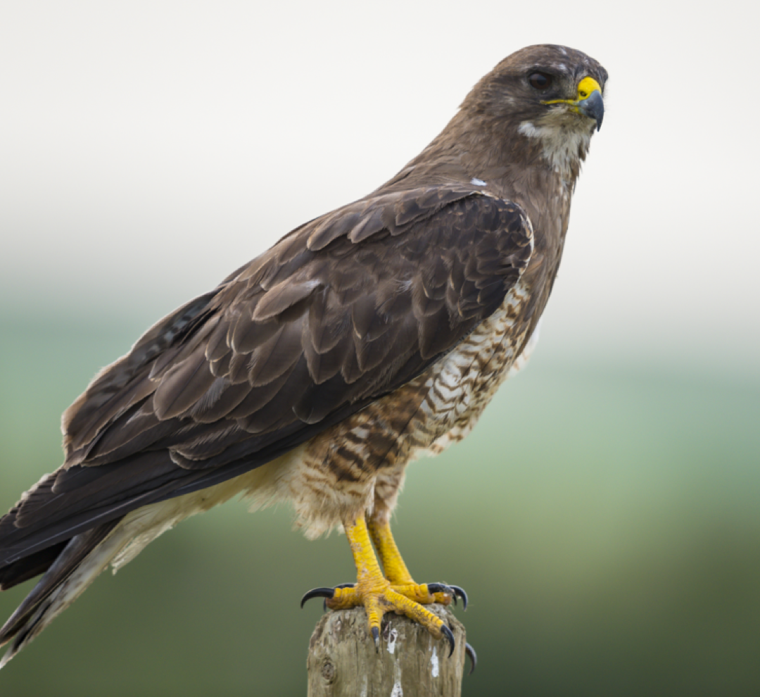 Hawk perched on fence