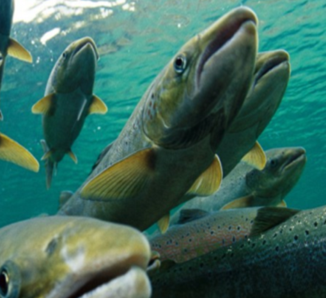 Chinhook salmon swimming in river